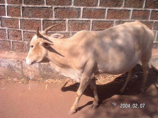Indien 027.jpg